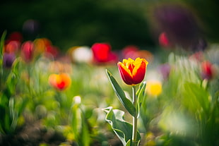 macro shot photography of red and yellow flower HD wallpaper