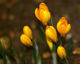 shallow focus of yellow flowers HD wallpaper