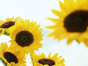 yellow Sunflower flowers close-up photo