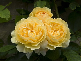 yellow petaled flowers with leaves