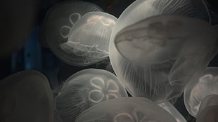 grey jelly fish, nature, underwater, sea, animals