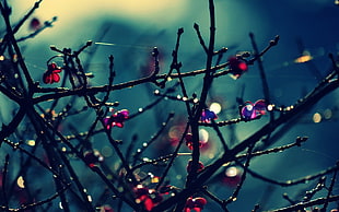 dew in branches in selective focus photography HD wallpaper