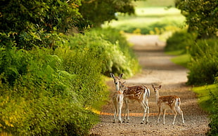 three brown deer fawns, deer, animals, fawns, nature HD wallpaper