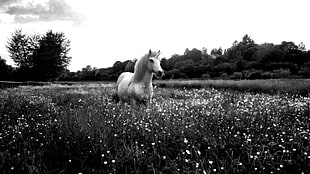 grayscale photo of horse, horse, unicorn, monochrome, flowers HD wallpaper