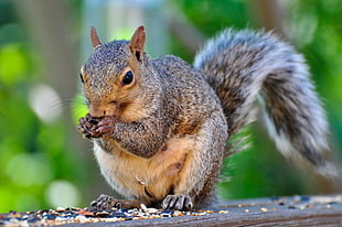 brown squirrel