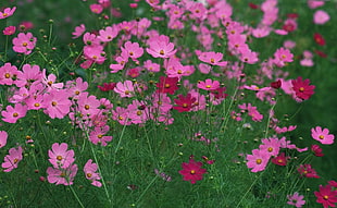 pink petaled flowers