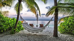 white hammock, landscape, hammocks, palm trees, tropical HD wallpaper