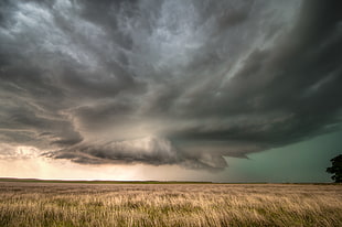 dark clouds over grasses