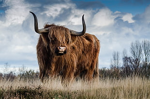 brown ox on white grass field HD wallpaper