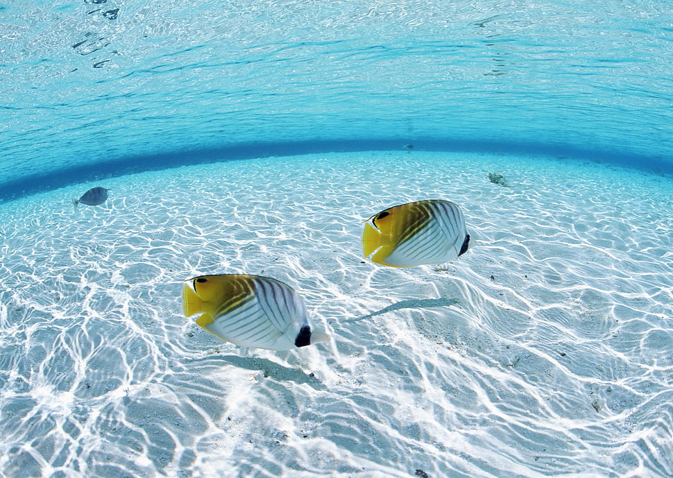 two white and yellow fishes HD wallpaper