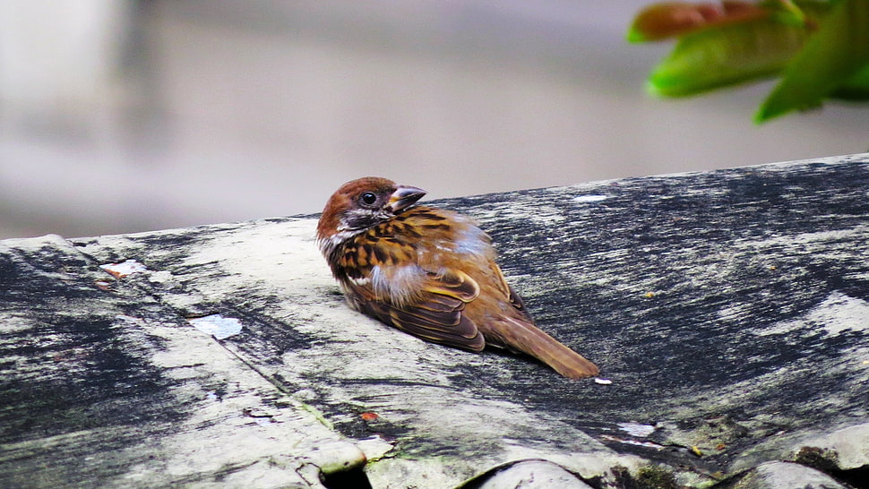 brown sparrow HD wallpaper