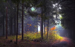 tall green tree, nature, landscape, morning, forest