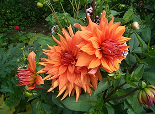 orange Dahlia flower in bloom during daytime HD wallpaper