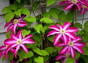 pink-and-white petaled floawers