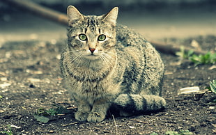 gray and black tabby cat