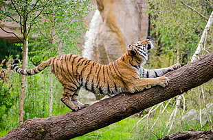 Tiger on top of wood log during daytime HD wallpaper