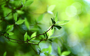 shallow focus photography of green leaves