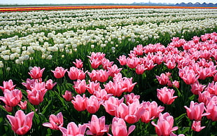 pink and white Tulips flowers field at daytime HD wallpaper