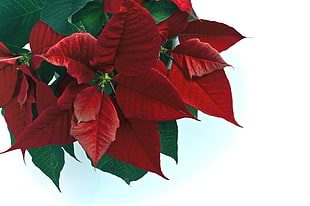 photo of red and green Poinsettia HD wallpaper