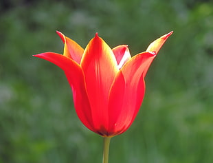 shallow portrait of red flower, tulip HD wallpaper