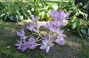 pink corcus flowers closeup photo