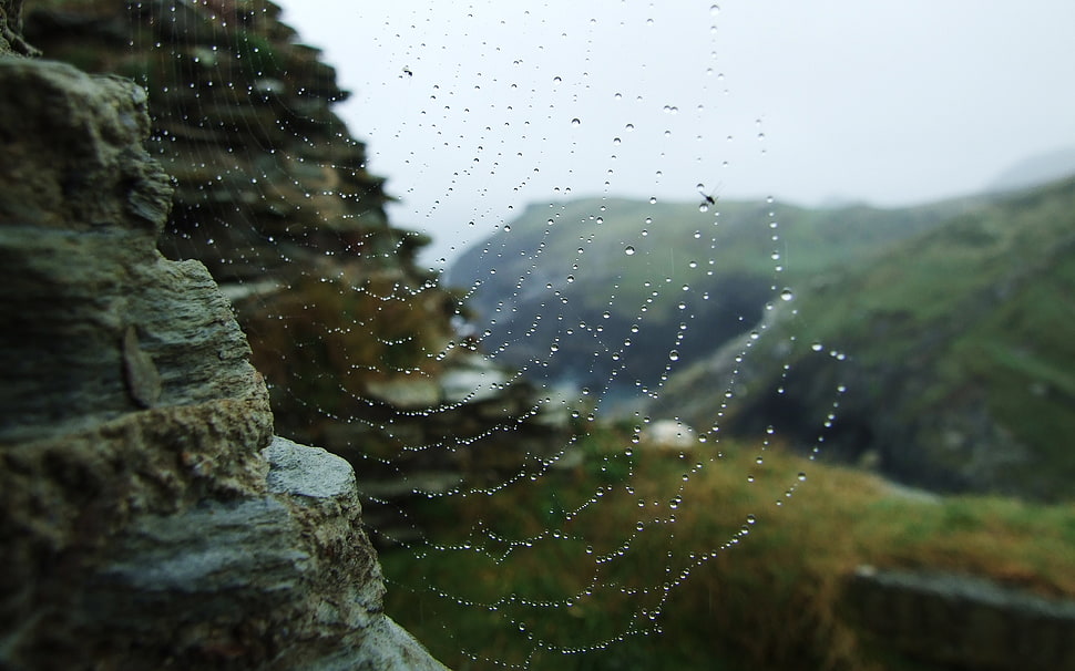 Shallow focus photography of Spider web HD wallpaper