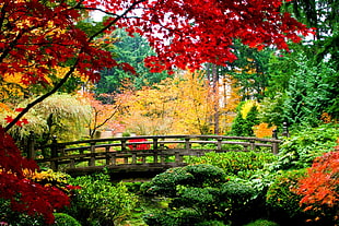 landscape photography of wooden bridge surrounded by trees