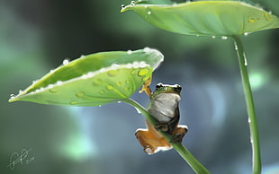 green and yellow frog figurine, nature, wildlife, animals, frog