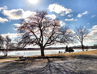 landscape photography of bare tree near body of water during daytime HD wallpaper