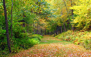 grass field surrounded with yellow and green leafed trees during daytime