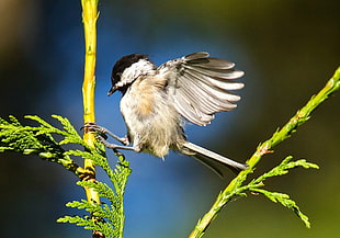 white and black bird on green plant, black-capped chickadee HD wallpaper