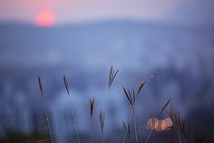 sunset, plants, mountains, top view