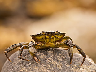 tilt shift photo beige Crab on stone HD wallpaper