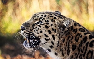 depth of field photography of leopard