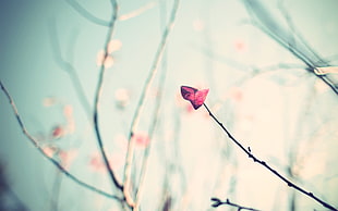 pink petaled flower in selective focus photo