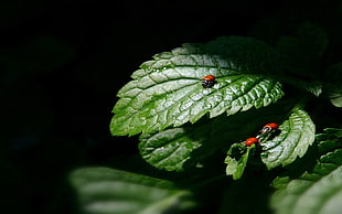 three red bugs on leaf during nighttime HD wallpaper