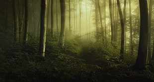 brown and black window curtain, mist, forest, shrubs, sun rays