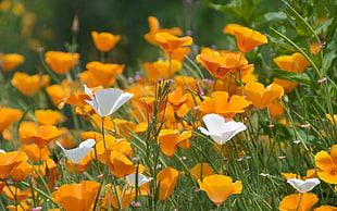 California Poppy and white Poppy flowers in bloom at daytime HD wallpaper