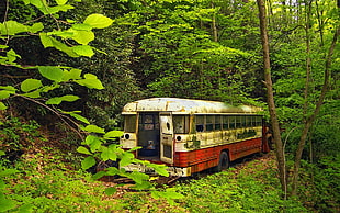 white and red bus, nature, trees, forest, buses HD wallpaper