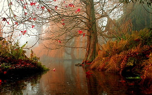 body of water surround trees painting, lake, trees