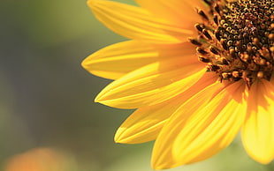 sunflower macro shot