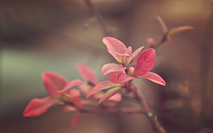 selective focus photo of red Poinsettia HD wallpaper