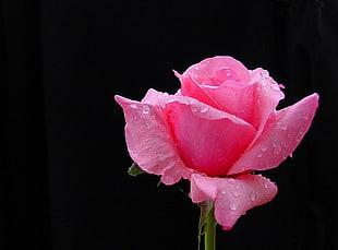 macro shot of pink rose