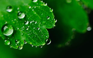 selective focus on green leaf with water dew HD wallpaper