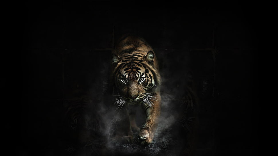 brown tiger wallpaper HD wallpaper