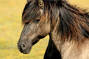 photo of brown horse HD wallpaper