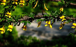 yellow and red petaled flowers, nature, yellow flowers, flowers, branch HD wallpaper