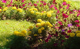 yellow and pink petaled flowers garden HD wallpaper