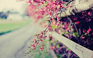 pink petaled flowers, depth of field, fence, flowers, pink flowers HD wallpaper