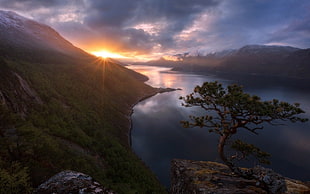 green tree and large body of water, nature, mist, landscape, sunset